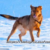 Ветеринарні клініки Зооакадемія фото