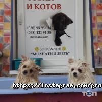 Волохатий звір Київ фото