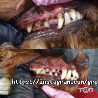 Mimi pets отзывы фото