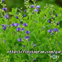 Сад Вашої мрії Дніпро фото