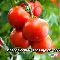 Ogurki Київ фото