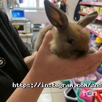 отзывы о Чеширский Кот фото