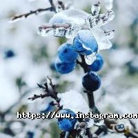 Росток відгуки фото