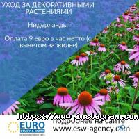 Euro Sudy & Work відгуки фото
