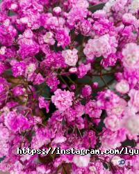 Лютик Дніпро фото