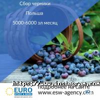 Працевлаштування за кордоном Euro Sudy & Work фото