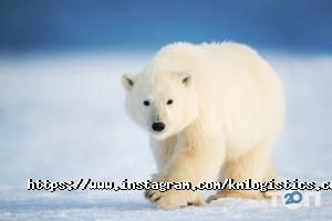 Км отзывы фото