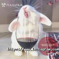 відгуки про Паніка фото