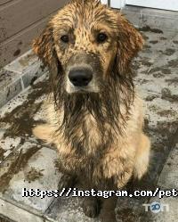 PetChoice.kz отзывы фото