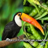 відгуки про Фотоманія фото