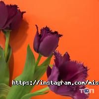 Miss Fox Харків фото