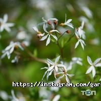 Сад Вашої мрії відгуки фото