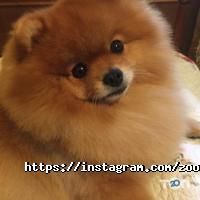 Зоомагазины и услуги для животных Zooroom фото