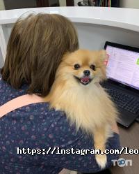 відгуки про LeoVET фото