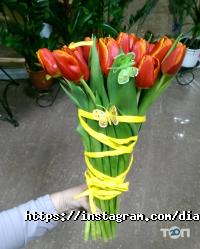 отзывы о Dianthus фото