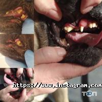 Star Grooming, грумінг-салон фото