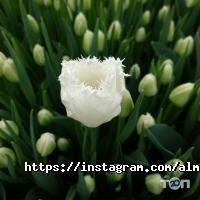 Цветы для Счастья Алматы фото