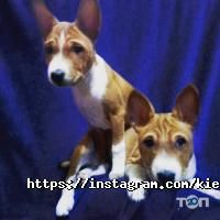 Київська майстерня грумінг Київ фото