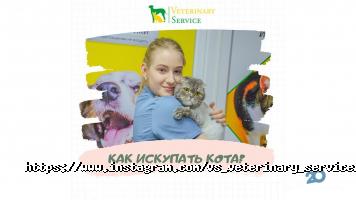 ВетСервіс, ветклініка, зоомагазин, грумінг фото