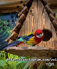 Звірополіс відгуки фото