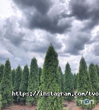 відгуки про Твій сад фото
