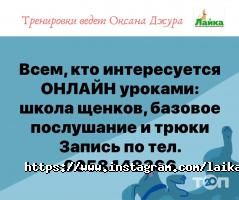 Лайка Одеса фото