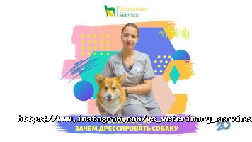 ВетСервіс, ветклініка, зоомагазин, грумінг фото