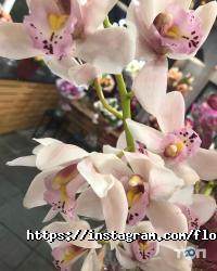 Магазини квітів Flower Bar фото