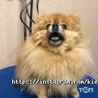 Зоомагазини і послуги для тварин Київська майстерня грумінг фото