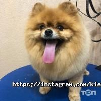 Київська майстерня грумінг відгуки фото