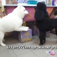 Волохатий звір відгуки фото