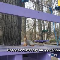 отзывы о Бамбу фото