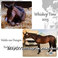 Centaur Запоріжжя фото