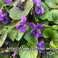 Острів Дніпро фото