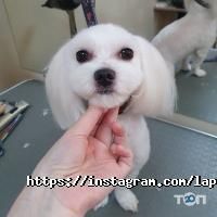 Зоомагазини і послуги для тварин Лапонька фото