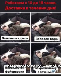 отзывы о Любимцы фото