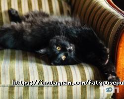 Fat Goose, паб фото