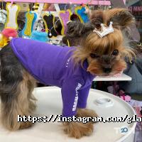 Glamour Dog, домашні тварини і птахи фото