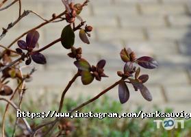 Парк Совіньон, житловий комплекс фото