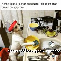 Зоомагазины и услуги для животных Барбоскины фото