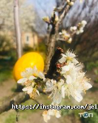 Ресторани Жовток фото