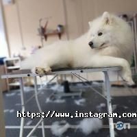 Star Grooming Одеса фото