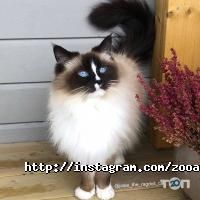 Альф Кривой Рог фото