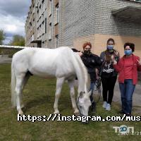 Мустанг отзывы фото