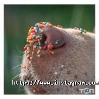 Бегемот, зоодім фото