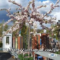 Все для саду Сад Вашої мрії фото