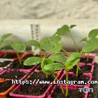 Domik Hobita Хмельницкий фото