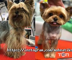 Зоомагазини і послуги для тварин Моhnatikoff фото