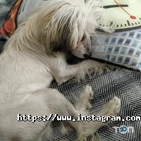 Вернісаж відгуки фото