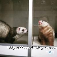 EcoCentr, клініка для гризунів і екзотичних тварин фото